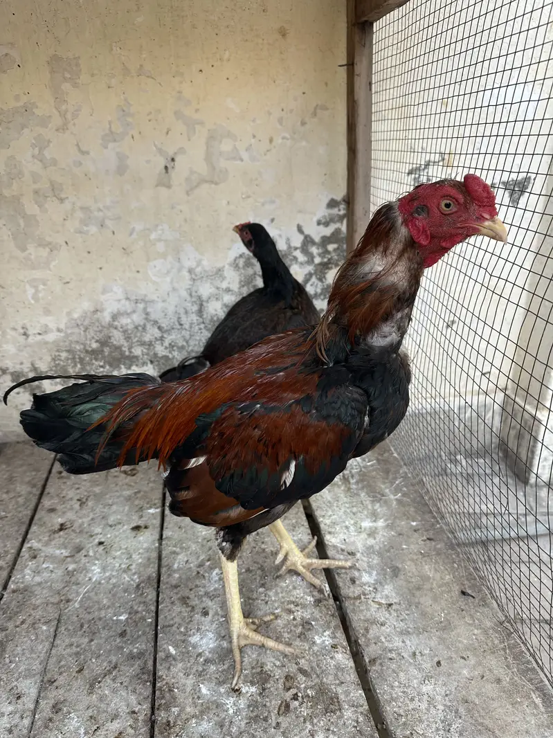 Mianwali pair available for sale — photo 3