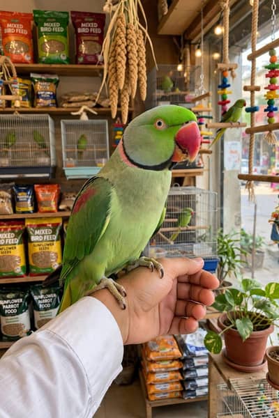 Beautiful and healthy parrot available for sale.