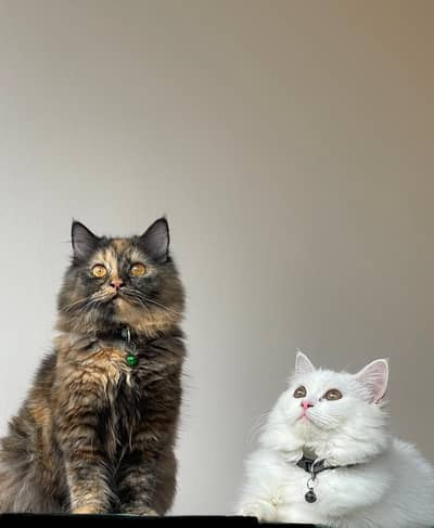 Pair of Cats for sale