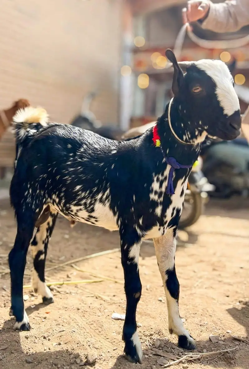 teddy cheena bakra or munda cheena tapra bakra — photo 2