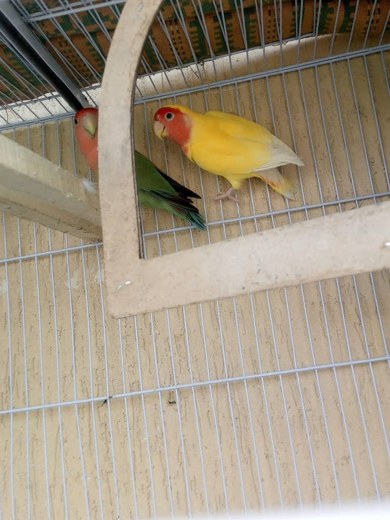 beautiful 2pear 5