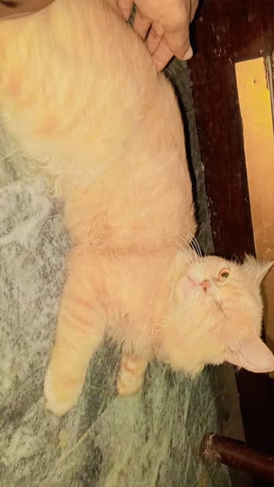 Prison cat light brown color