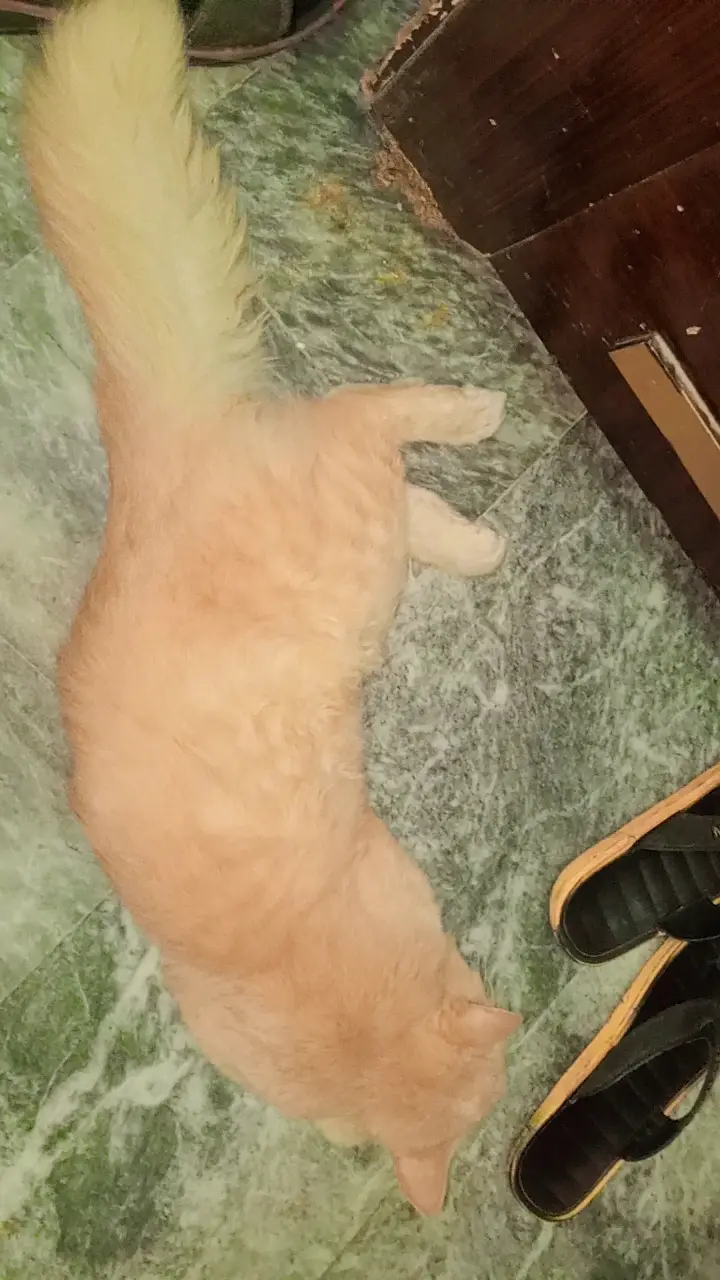 Prison cat light brown color — photo 2