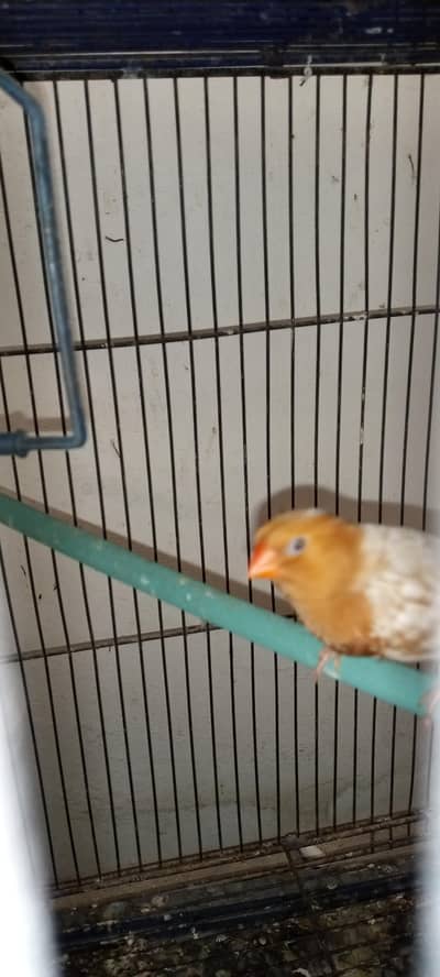 Isabell full orange 3 males undersize and 1 female undersize