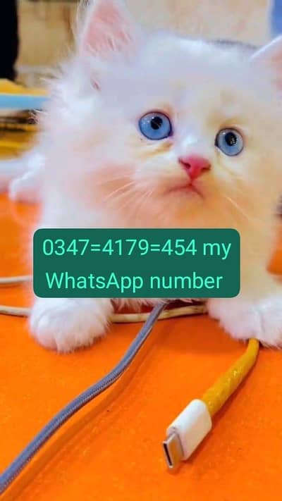 Persian cat for sale Punch face