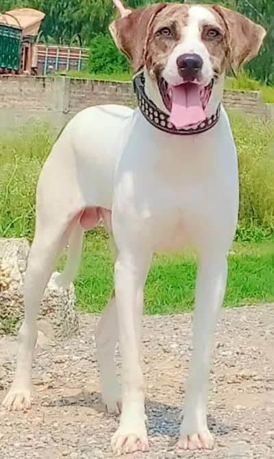 Bully Gultair Male Age 6 Month full aggressive Dog For Sale
