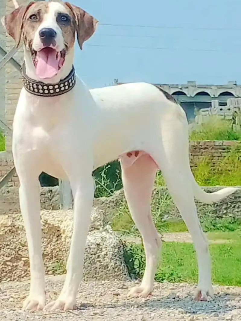 Bully Gultair Male Age 6 Month full aggressive Dog For Sale — photo 2