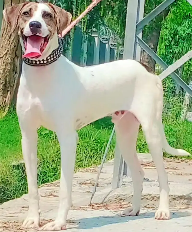 Bully Gultair Male Age 6 Month full aggressive Dog For Sale — photo 3