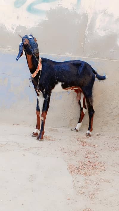 Bisser Female For Sell:
