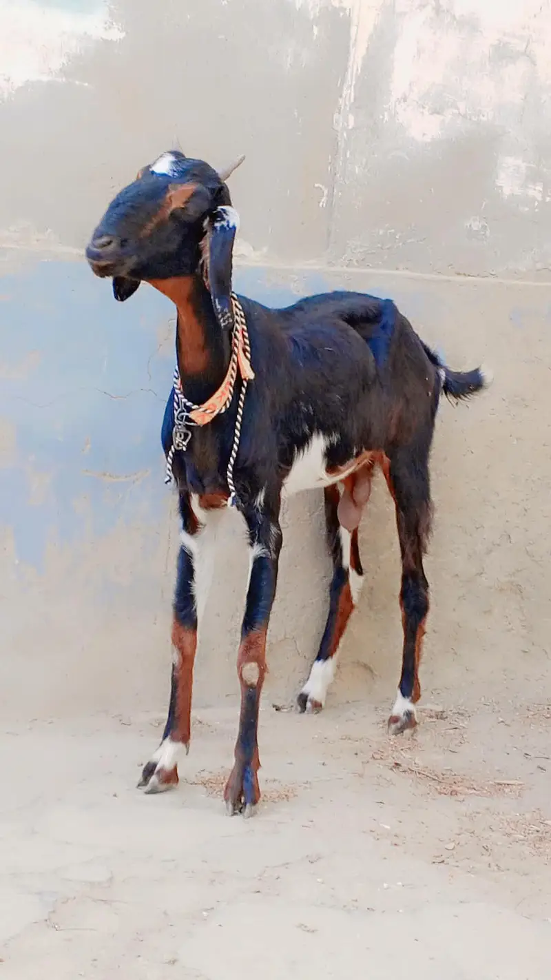 Bisser Female For Sell: — photo 2