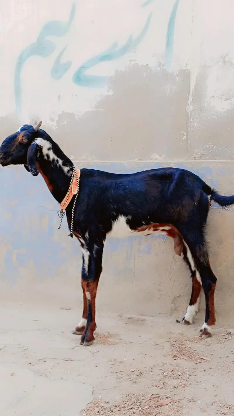 Bisser Female For Sell: — photo 3