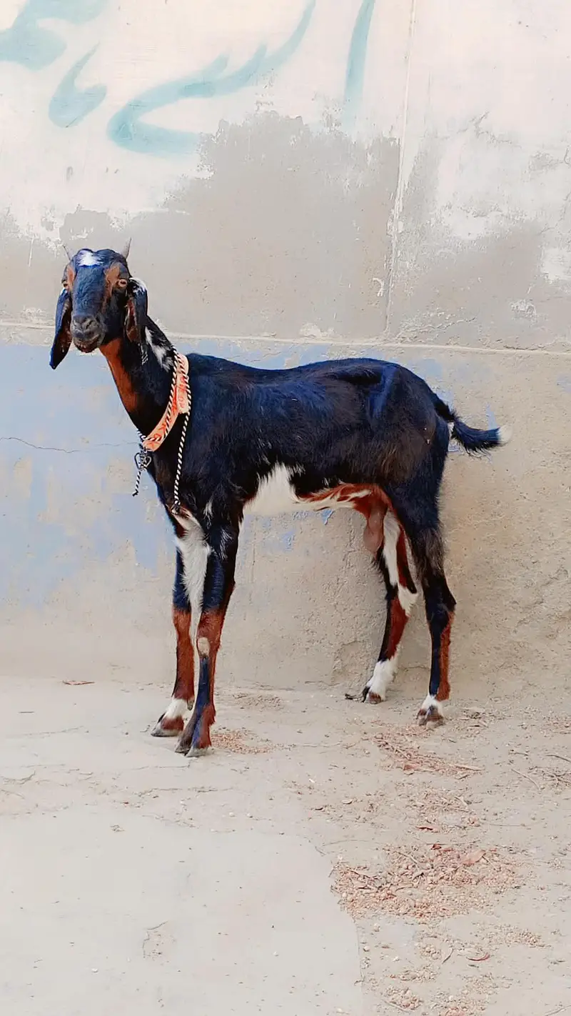 Bisser Female For Sell: — photo 4