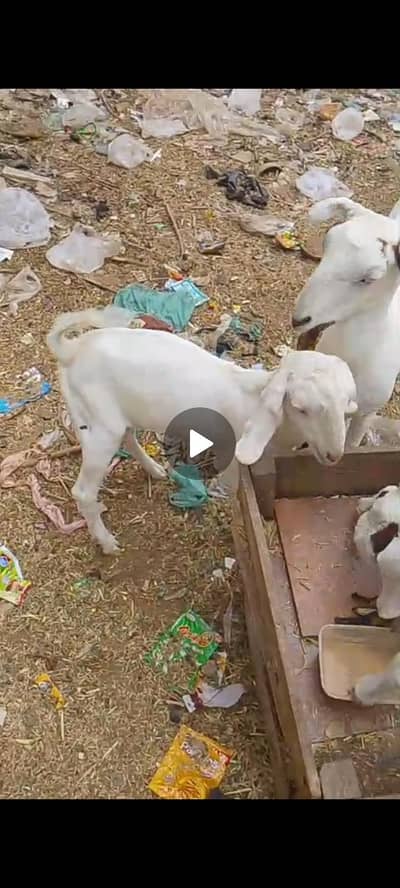 baby goats