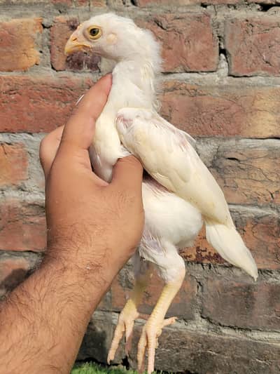 aseel heera chicks/ heera pair/ white heera chicks/aseel chicks/chicks