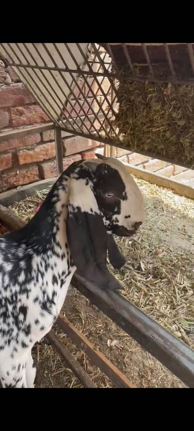 Pure makichina Bakra