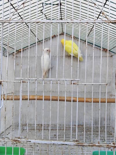 love birds
