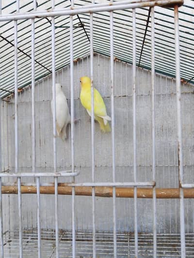 love birds
