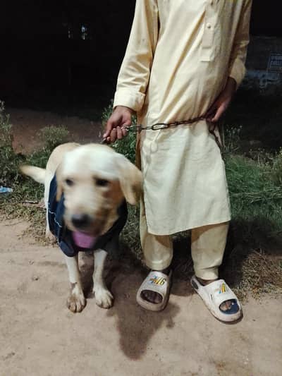 labra dog ha original breed ha