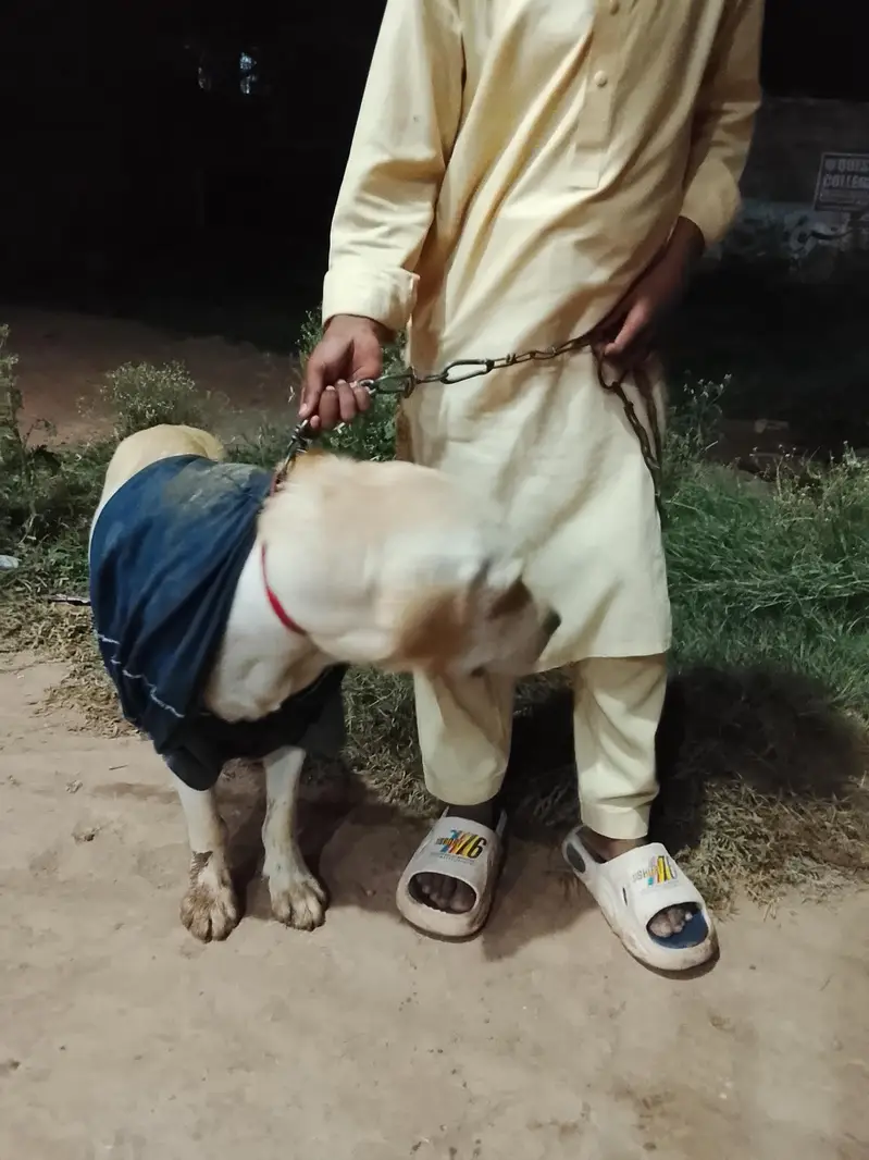 labra dog ha original breed ha — photo 2