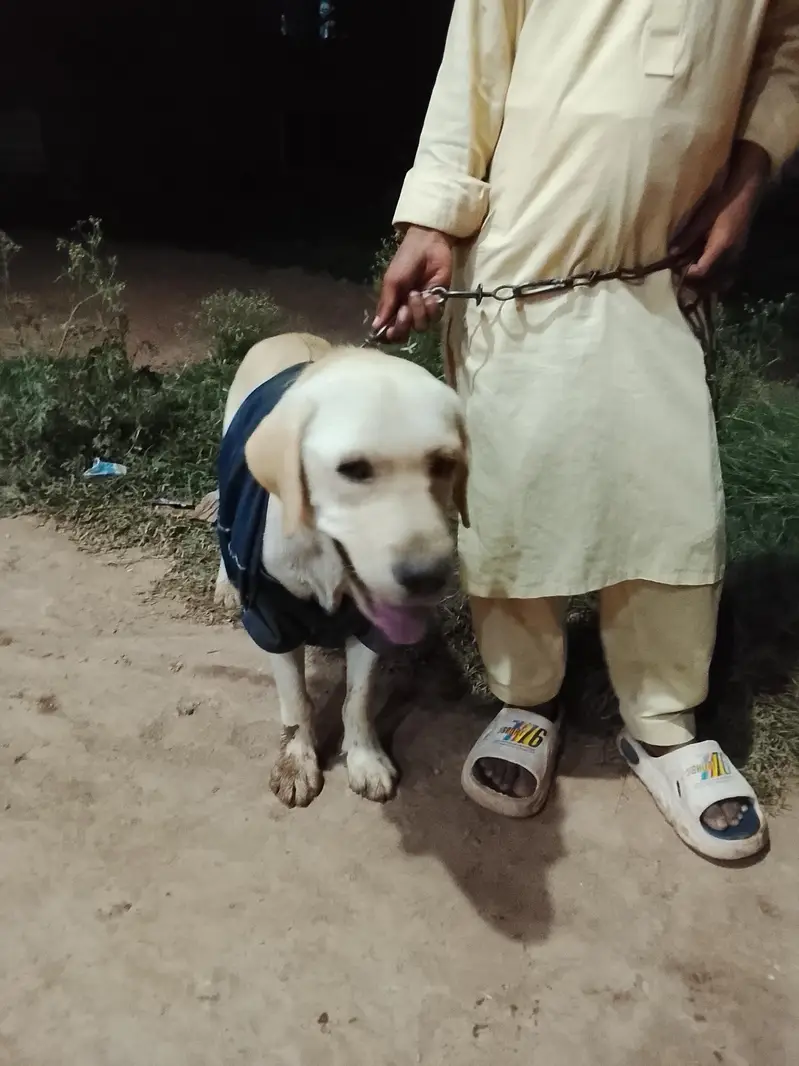 labra dog ha original breed ha — photo 3