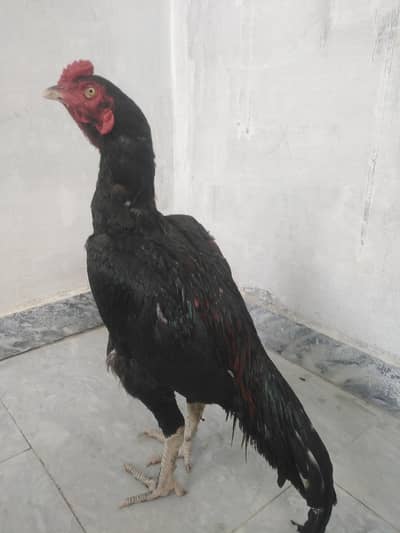 lakha mushka birds
