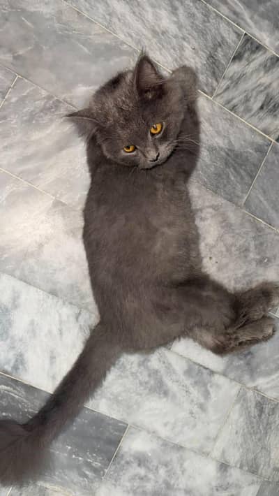 A beautiful grey coloured Persian cat