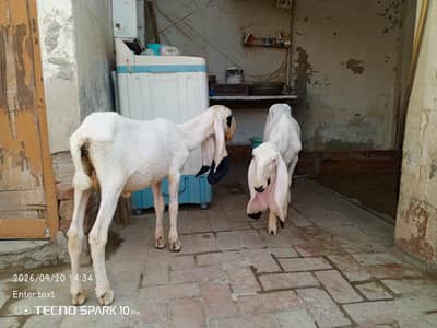 Kajla Chatra Pair TOP Quality