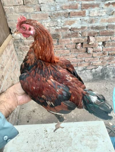 Murgha , 2 murgia