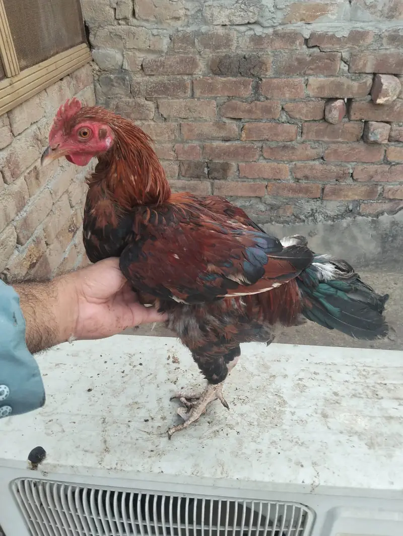 Murgha , 2 murgia — photo 2
