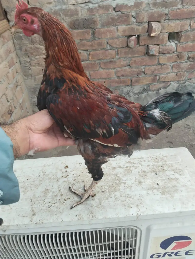 Murgha , 2 murgia — photo 3