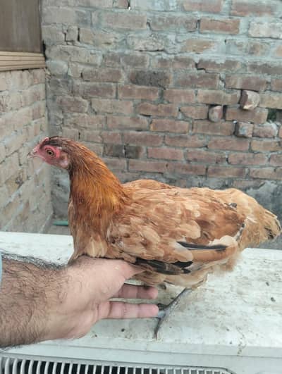 2 Murgia 1 murgha