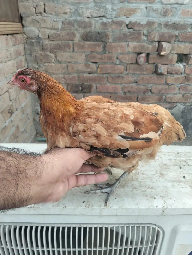 Murgha , 2 murgia — photo 5