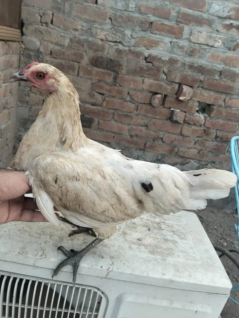 Murgha , 2 murgia — photo 6
