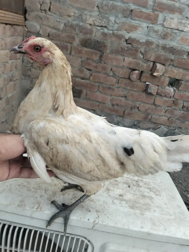 Murgha , 2 murgia — photo 8