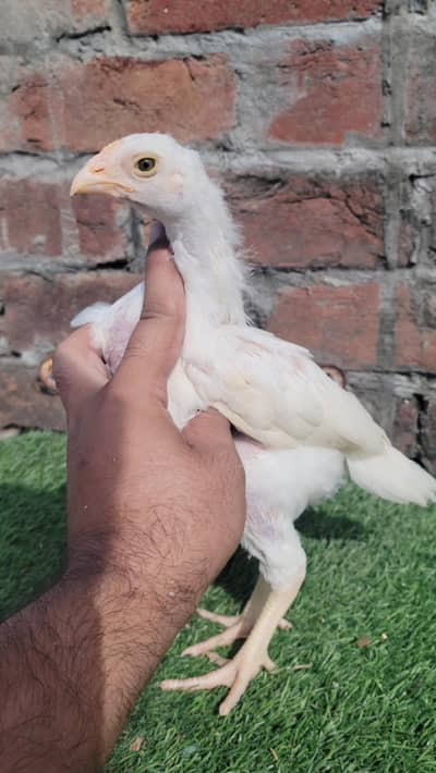 aseel heera chicks/ heera pair/ white heera chicks/aseel chicks/chicks