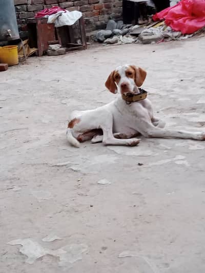 Pointer female for sale