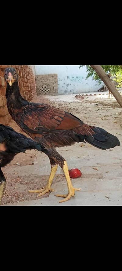 Mianwali Aseel pathian pathy for sale 03286428112