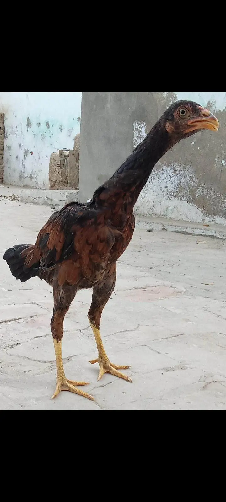 Mianwali Aseel pathian pathy for sale 03286428112 — photo 2