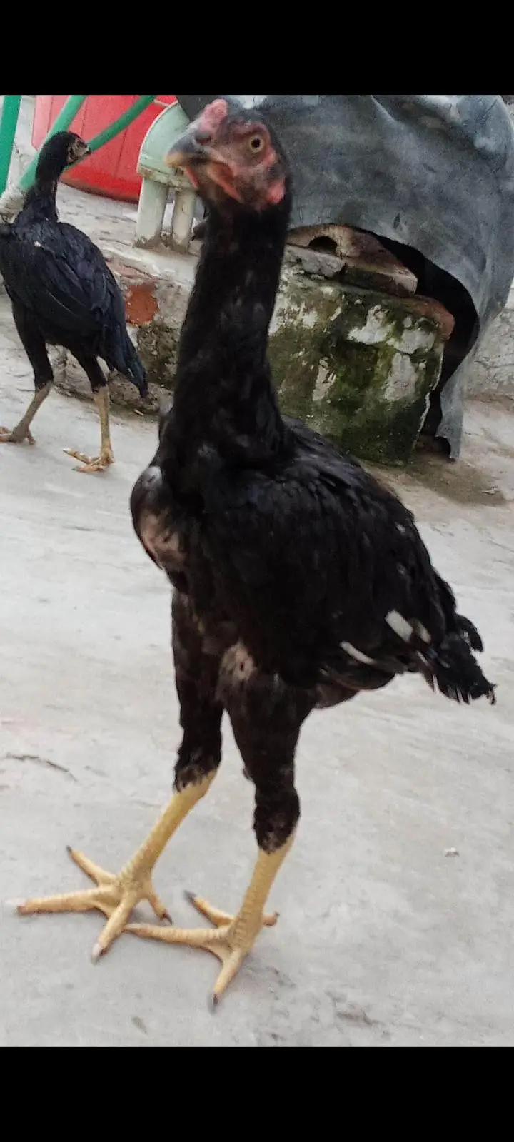 Mianwali Aseel pathian pathy for sale 03286428112 — photo 4