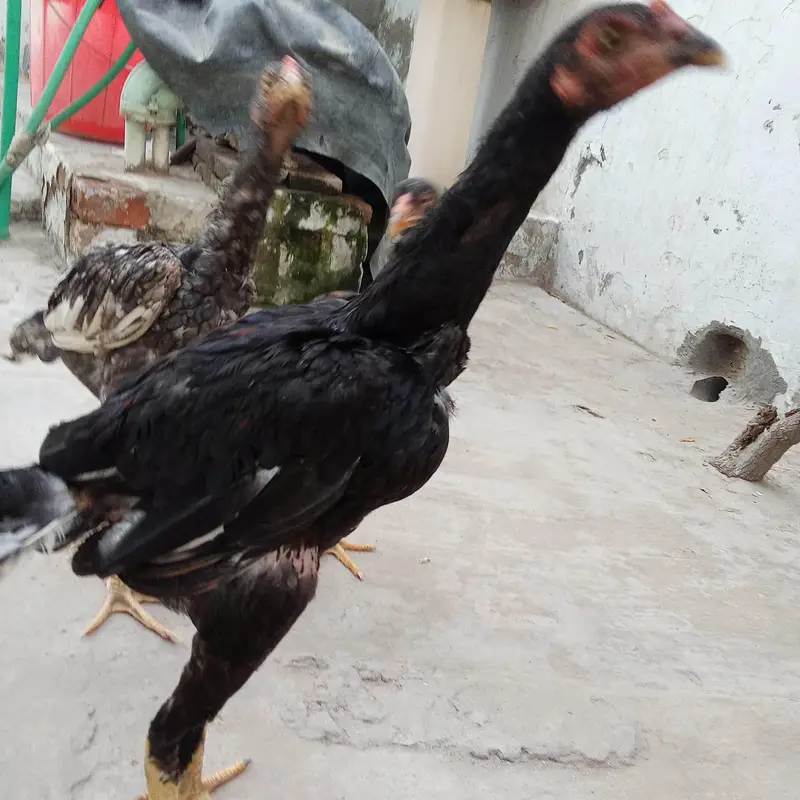 Mianwali Aseel pathian pathy for sale 03286428112 — photo 5