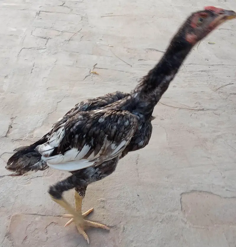 Mianwali Aseel pathian pathy for sale 03286428112 — photo 6