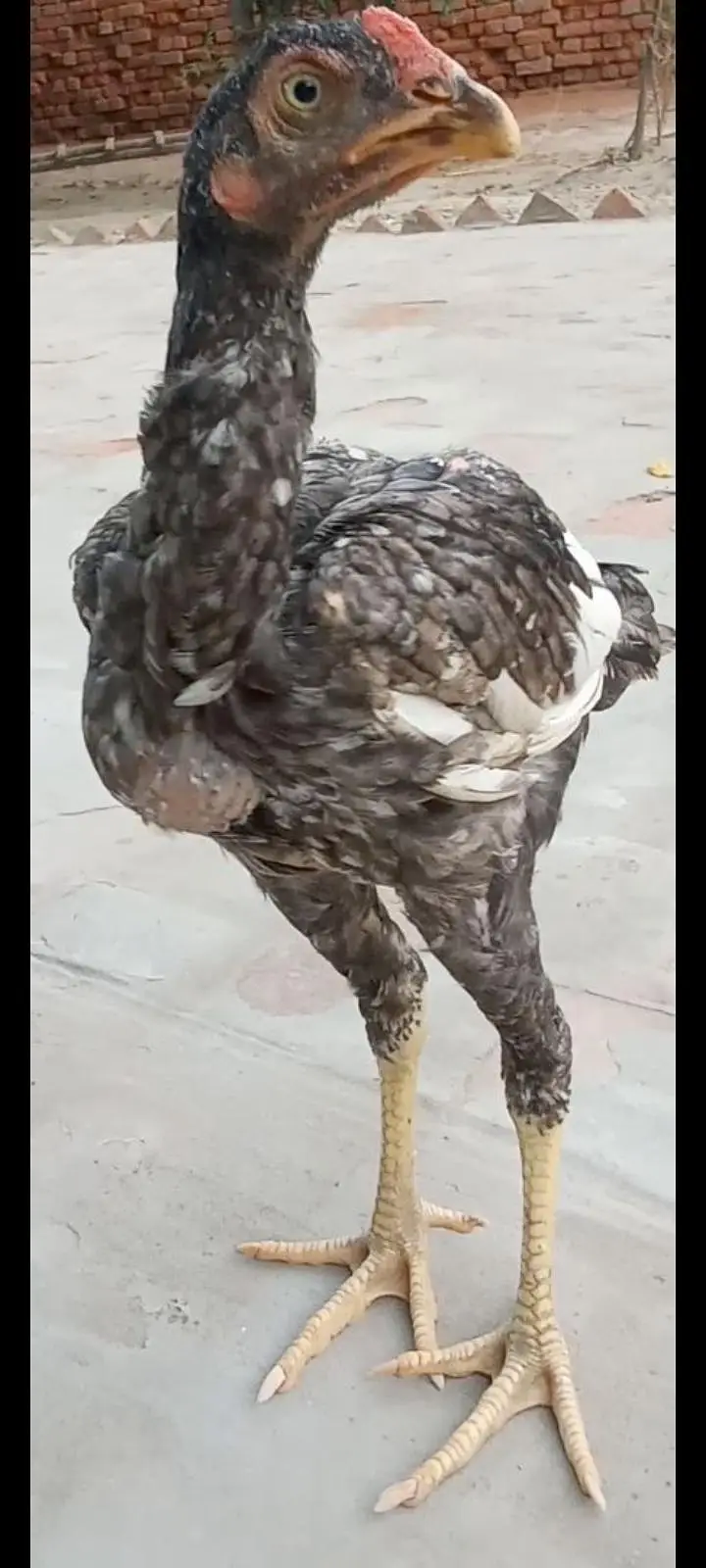 Mianwali Aseel pathian pathy for sale 03286428112 — photo 7