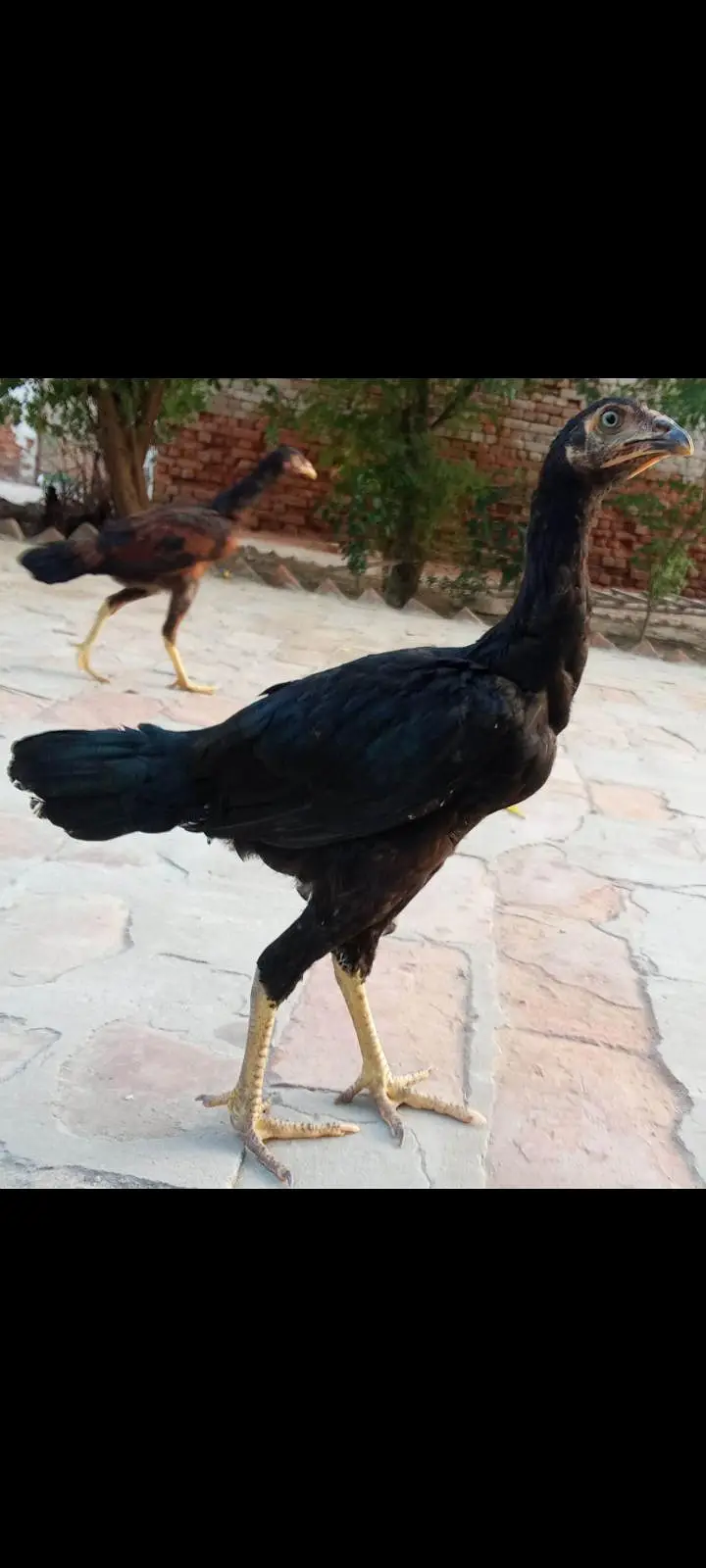 Mianwali Aseel pathian pathy for sale 03286428112 — photo 8