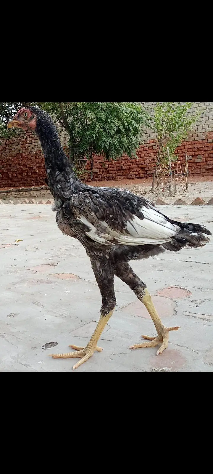 Mianwali Aseel pathian pathy for sale 03286428112 — photo 9