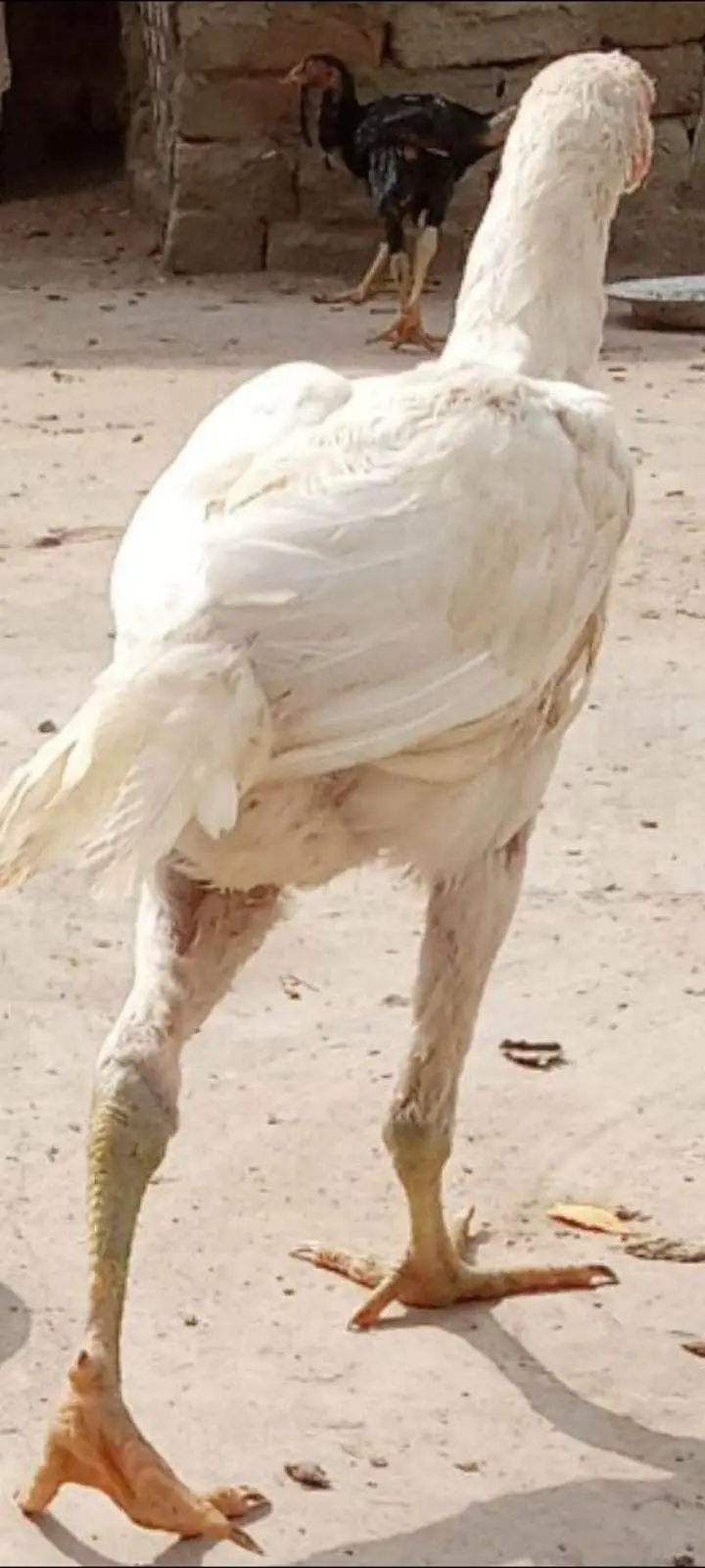 Mianwali Aseel pathian pathy for sale 03286428112 — photo 10