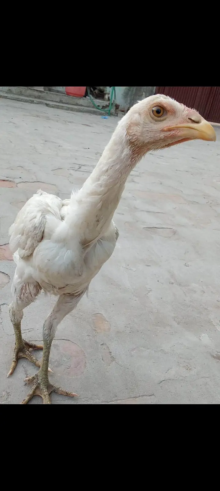 Mianwali Aseel pathian pathy for sale 03286428112 — photo 11