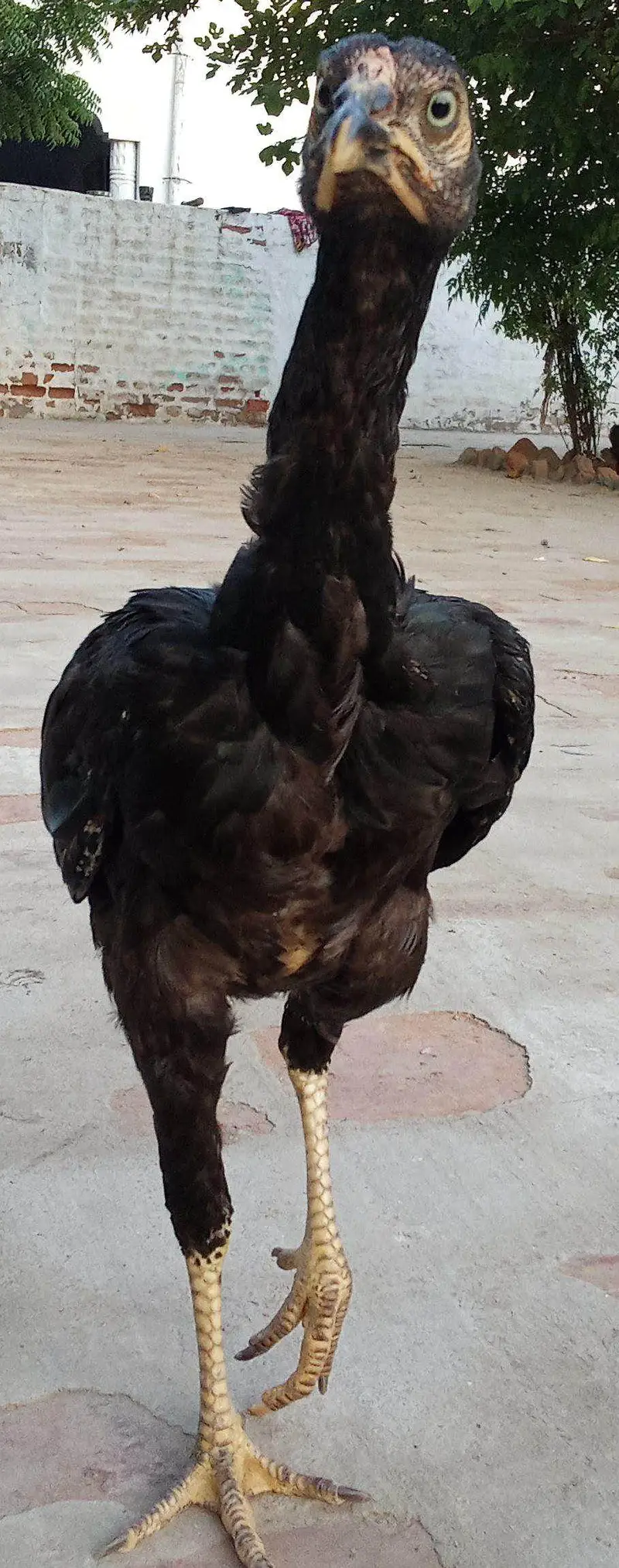 Mianwali Aseel pathian pathy for sale 03286428112 — photo 12