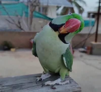 Beautiful and healthy parrot available for sale.