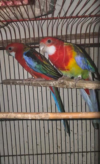 2pairs Eastern Rosella looking new shelterto breed