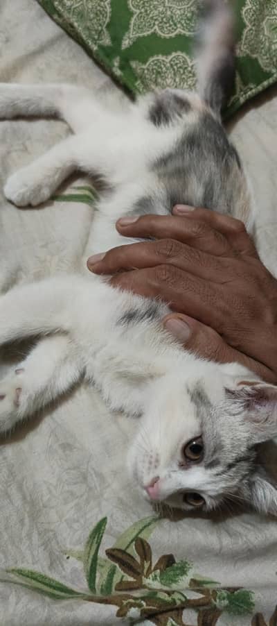 Beautiful Persian Cat for Sale – Healthy & Adorable